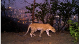 Latest Bengaluru Reports: Viral Video Shows Leopard Roaming Singasandra, Not in Whitefield