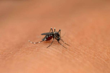 One Dead and 44 Dengue Cases Reported in Meghalaya